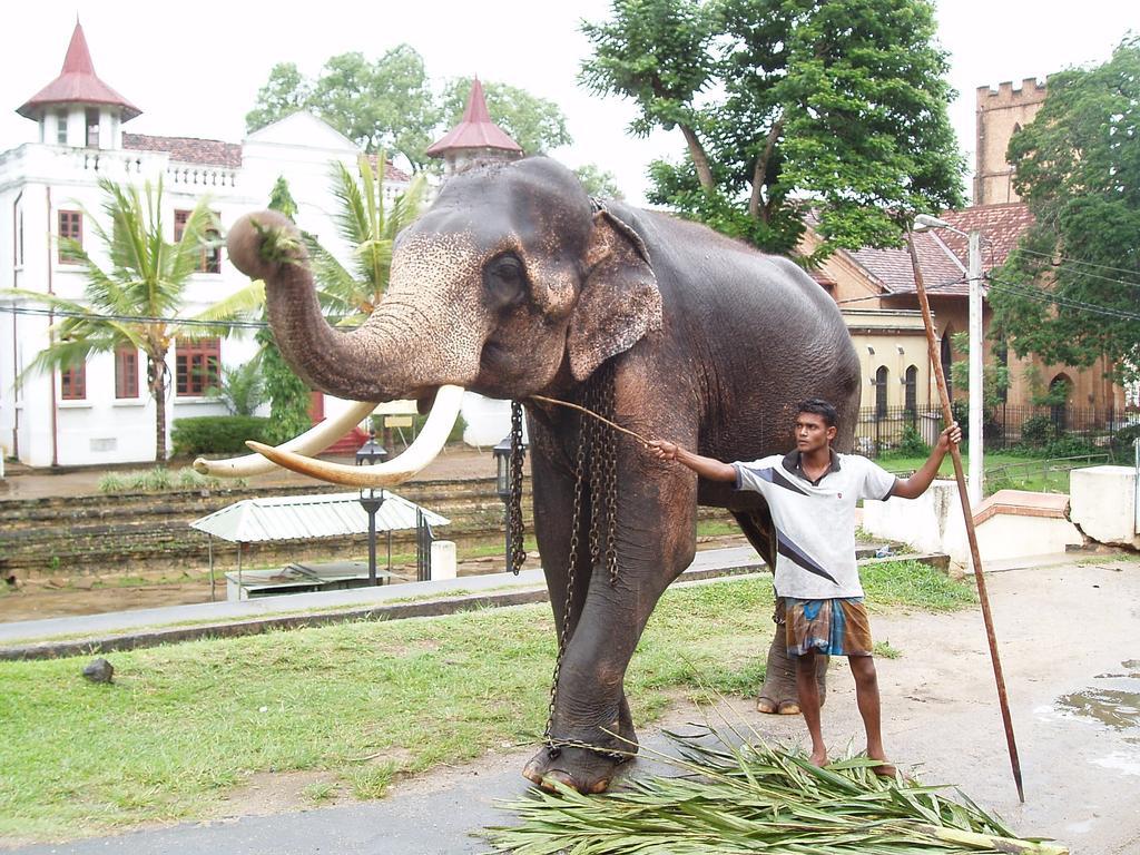 Strathisla Tea Estate Bungalow Matale Buitenkant foto